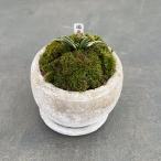 観葉植物ギフトにオモト瑞泉・鉢植え...