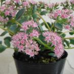 観葉植物 セダム 越中ミセバヤ2.5号ポット