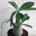 観葉植物アデニウムアラビカム3号鉢植え