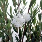  Hanaki садовое дерево. рассада me RaRe uka белый гонки 2.5 номер pot 