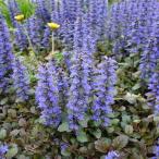 アジュガ レプタンス パープレア3号ポット 4株セット