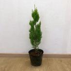  Hanaki садовое дерево. рассада хвойное дерево (...)ere gun tisima5 номер pot 