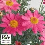 草花の苗マーガレットシンプリーコー...