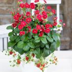  овощи. рассада / клубника ( 4 сезон становится ): rose Berry (R) красный 3 номер pot 6 АО комплект 