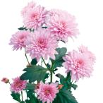 草花の苗ダリア菊エルセシル2.5号...