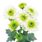 草花の苗ダリア菊ミルトン2.5号ポ...