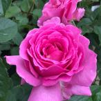 バラの苗 バラ フレグランスローズ　ヴィヴィアン6号鉢