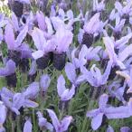 ショッピングハーブ ハーブの苗 フレンチラベンダー ウィローベル3.5号ポット