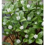  луговые и горные травы. рассада hitolisizka( один человек тихий ) 3 номер pot 