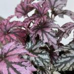 草花の苗 レックスベゴニア・ベニトチバ3.5号ポット