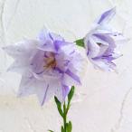 草花の苗/おもてなしキキョウ：二重...