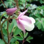 草花の苗ヒメオダマキ桃花3-3.5...