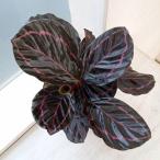 観葉植物/カラテア:ドッティ 4号鉢入り