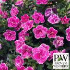 草花の苗 カリブラコア スーパーベル ダブルピンクリップル3号ポット 6株セット