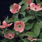 花木庭木の苗ハイブリッドハナミズキ...