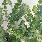 花木庭木の苗/ユーカリ：アルビダ4...