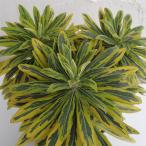 草花の苗棚卸セールユーフォルビアゴ...