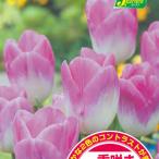球根26年9月中下旬予約チューリッ...