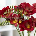 球根/フリージア：ボルドー5球入り