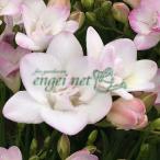 球根/フリージア：ダイヤモンドスタ...