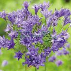 球根/トリテレイア：アクアリウス5球入り