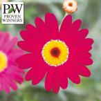 草花の苗 マーガレット マルスレッド3号ポット