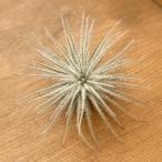 観葉植物チランジアテクトラムSサイズ