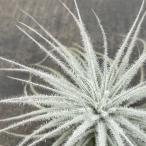 観葉植物チランジアテクトラム