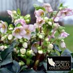 クリスマスローズ *HGC Ice N’roses 氷の薔薇 ピコティー4.5号ポット