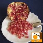 果樹の苗ザクロスイートハニー5号ポット