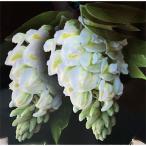 ショッピングニベア 花木 庭木の苗 アメリカフジ（藤） ニベア4.5号ポット