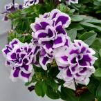 ペチュニア 苗 花 ガーデニング Amazon 楽天 ヤフー等の通販価格比較 最安値 Com