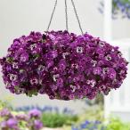 草花の苗/パンジー：プレンティフォ...