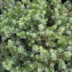 花木 庭木の苗 ジュニペルス ブルーパシフィック5号ポット 8株セット