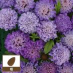  cкабиоза голубой bow 