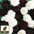  cкабиоза Night &tei