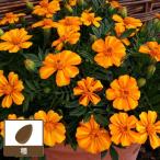 tagetes* Pachi .la( French Marie Gold ) van Vino 