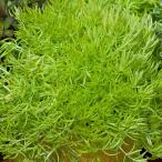 観葉植物セダムゴールドマウンド3号...