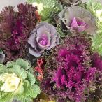 草花の苗ハボタンセレブのハボタン3...