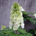 花木 庭木の苗 カシワバアジサイ スノークイーン(一重）樹高40〜60cm根巻きまたはポット入