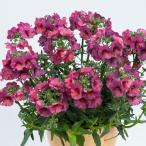 草花の苗/ネメシア：ネシアマジェン...