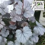 . flower. seedling / heuchera * Dolce silver chewing gum Drop 3.5 number pot 