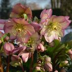 クリスマスローズ *HGC Ice N’roses 氷の薔薇 ローズ4.5号ポット