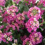 草花の苗/アリッサム：ラズベリース...