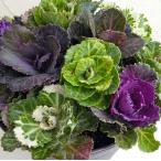 草花の苗ハボタンジュエリーシュー3...