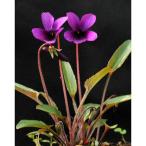 山野草の苗スミレホコバ明神2.5号...