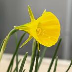  нарцисс ( нарцисс ) золотой bell 3 лампочка ..3 номер pot 2 шт. комплект 