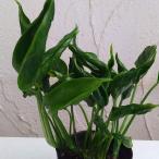  декоративное растение pothos teruno автомобиль ng сирень 3 номер pot 