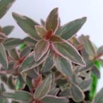  фруктовое дерево. рассада Chile gaba(ugnimolinae). ввод 3 номер pot 