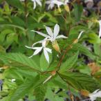 草花の苗 ギレニア・トリフォリア�